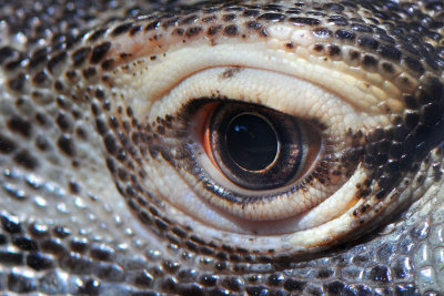 Komodo Dragon Eye