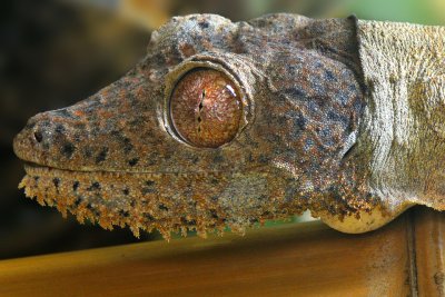 Lichenose Gecko