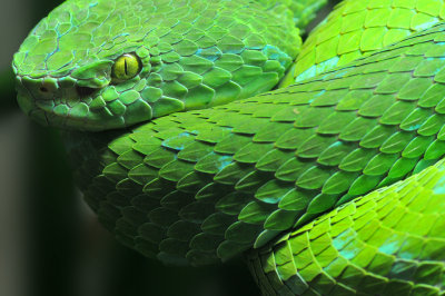 Mexican Palm Pit Viper