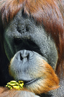 Orangutan 2