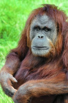 Orangutan 4