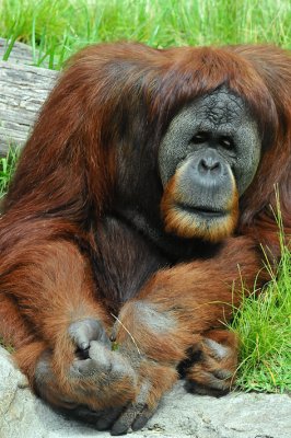 Orangutan 5