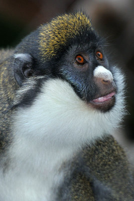Spot Nosed Guenon 1