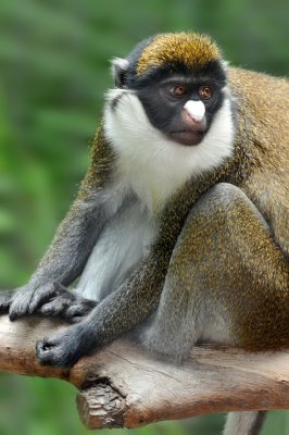 Spot Nosed Guenon 3