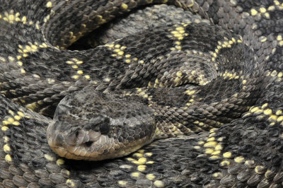 Arizona Black Rattlesnake 3