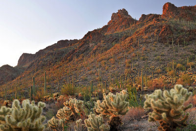 Saguaro NP - Last Light 2