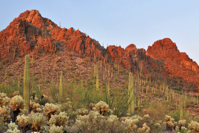 Saguaro NP - Last Light