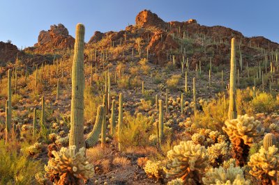 Saguaro NP - Warm Light 2