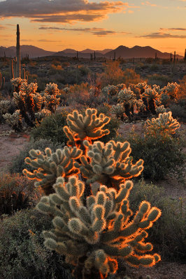 AZ - Four Peaks Wilderness - Backlit Chollo 2