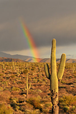 AZ - Four Peaks Wilderness - Rainbow 2