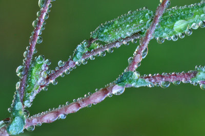 Yosemite NP - Dew Drop Plant Stalk