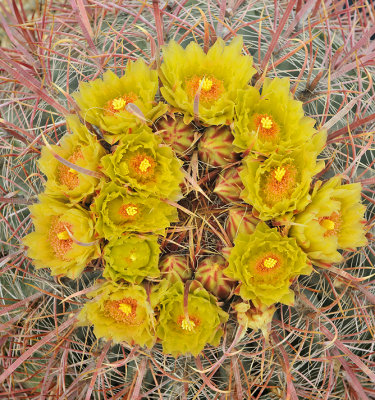 Barrel Cactus Blossoms 1