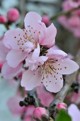 AZ - Cherry Blossom 1