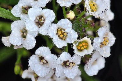 Macro Flowers Dew Drops