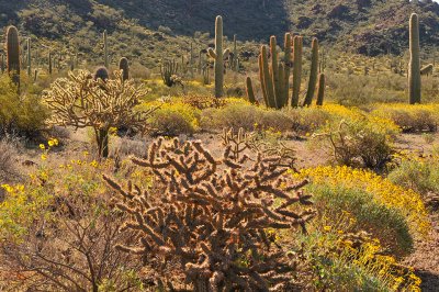 Organ Pipe NM Mid Morning Backlight 9