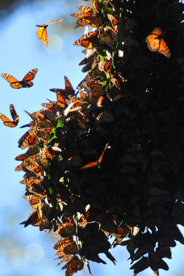 Monarch Butterfly Cluster 2.jpg