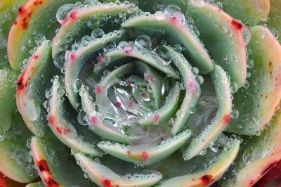 Agave  Rain Drops