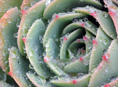 Agave  Rain Drops 3