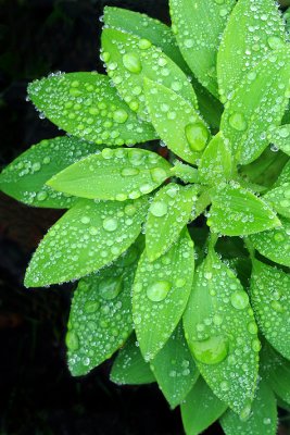 Leaf Detail  Rain Drops 2