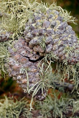 Pt Lobos SP - Pine Cones  Parasite