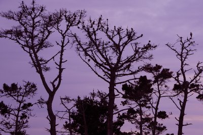 Pt Lobos SP - Tree Silhouette at Dusk