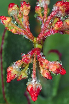 Rain Drop Covered Flowers