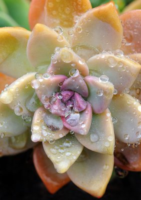 Rain Drop Succulent
