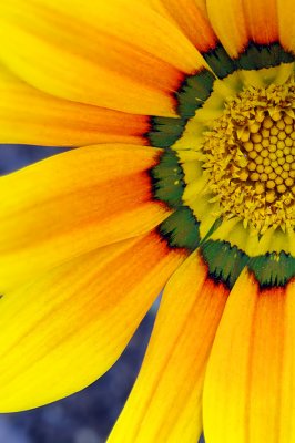 Yellow Flower Detail