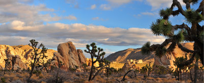 Joshua Tree NP - Afternoon Panoramic