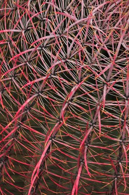 Red Spined Barrel Cactus