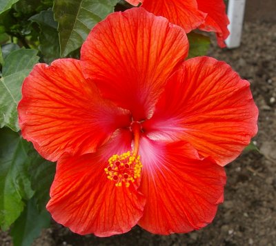 Bright Red Hibiscus