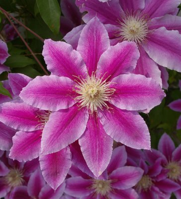 Pink Clematis Flower