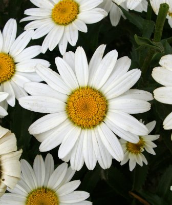 Daisy Flowers