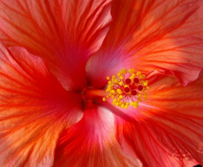The Soul of the Hibiscus photo - Betty Wilchek photos at pbase.com
