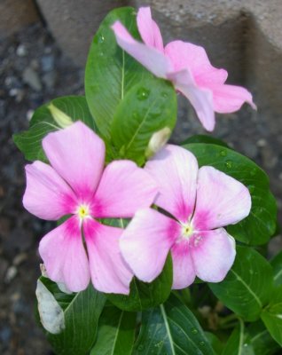 Summer Flowers