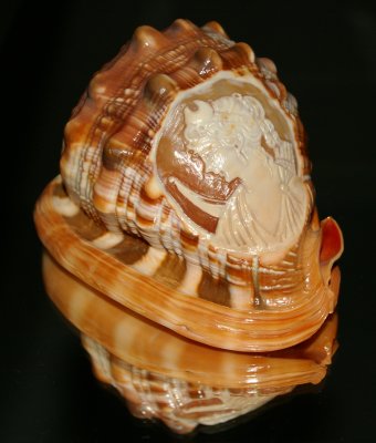 Conch Shell sitting on mirrored chest