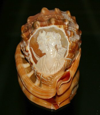 Conch Shell sitting on mirrored chest