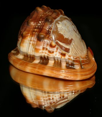 Conch Shell sitting on mirrored chest