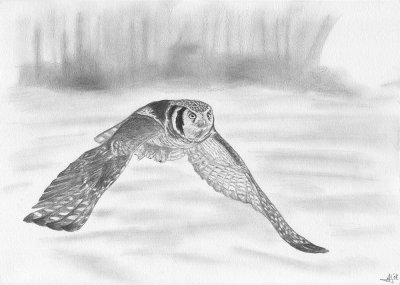 Sperweruil / Hawk owl