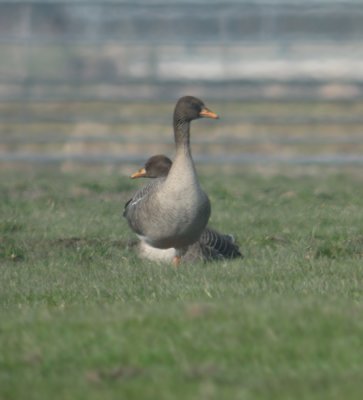 Taigarietgans (Anser fabalis fabalis)