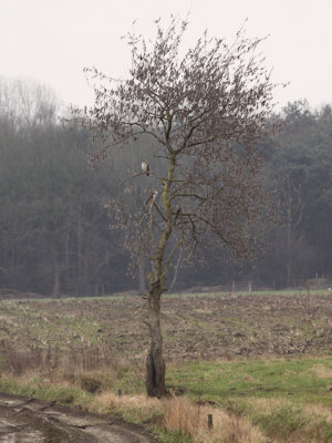 Buizerd / Common Buzzard