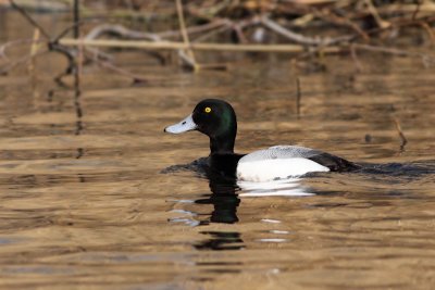 Topper / Greater Scaup