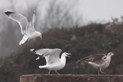 Pontische meeuw / Larus cachinnans