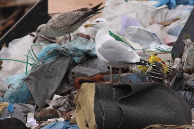 Pontische meeuw / Larus cachinnans