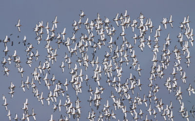 Grutto / Black-tailed Godwit