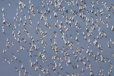 Grutto / Black-tailed Godwit