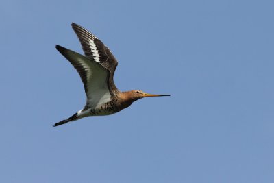 Grutto / Black-tailed Godwit