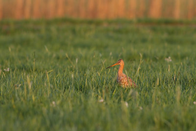 Grutto / Black-tailed Godwit