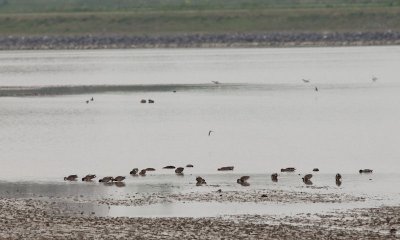 Amerikaanse wintertaling / American Green-winged Teal