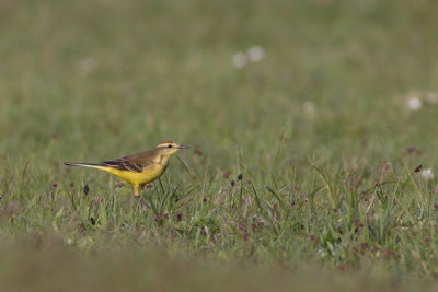 Engelse gele kwikstaart / British Yellow Wagtail